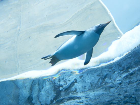 札幌発 旭山動物園 日帰りバスツアー＜1名から催行／旭山動物園にて自由昼食／札幌駅発着＞by 北海道中央バス