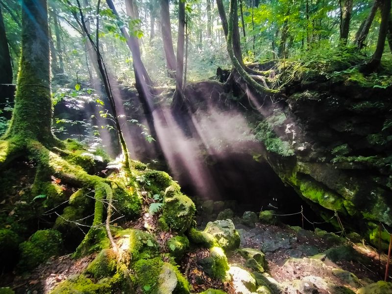 樹海トレッキング