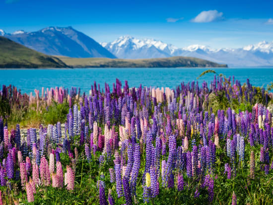 New Zealand_Lake Tekapo_ llupins_spring_shutterstock_155246192