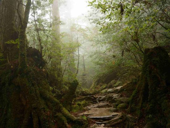 太忠岳トレッキングツアー 屋久島公認ガイドまなつさんがご案内！ヤクスギランド150分コースを抜けて太忠岳頂上の『天柱石』を目指す！by オフィスまなつ