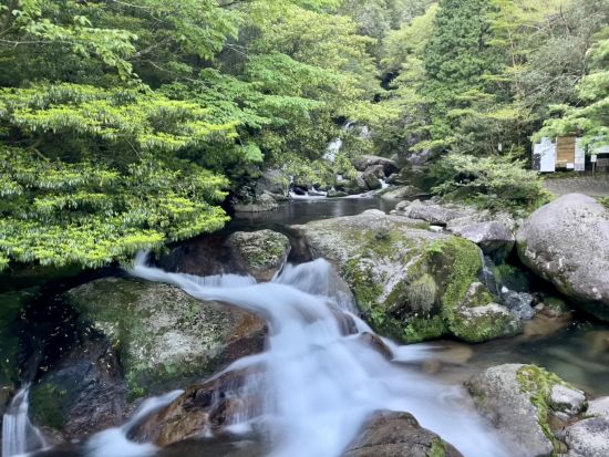 白谷雲水峡（太鼓岩まで）トレッキングツアー/ 屋久島町公認ガイドまなつさんがご案内！ by オフィスまなつ