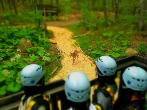 エアトリップ　空飛ぶ自然散策！森の動物たちのようにひゅーっと森の中を飛んでみよう！＜5～10月／小学4年生以上／鹿追自然ランド＞by然別湖ネイチャーセンター