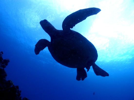 ファンダイビング インストラクター貸し切りでワイキキ沖の沈没船やウミガメを観察＜ボート／2ダイブ＞by アプアダイビング