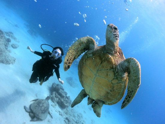 ファンダイビング インストラクター貸し切りでワイキキ沖の沈没船やウミガメを観察＜ボート／2ダイブ＞by アプアダイビング