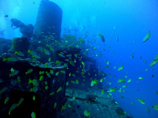 ファンダイビング インストラクター貸し切りでワイキキ沖の沈没船やウミガメを観察＜ボート／2ダイブ＞by アプアダイビング