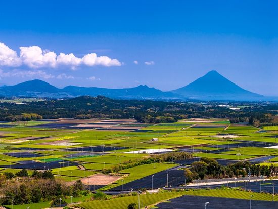 pixta_29953003_茶畑の模様と開聞岳