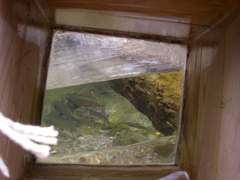 然別湖源流ヤンベツ川 水辺の森ガイドウォーク　川に育まれるいのちに触れてみよう＜5月末～10月／小学生以上／然別湖＞by然別湖ネイチャーセンター