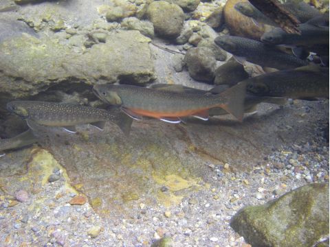 然別湖源流ヤンベツ川 水辺の森ガイドウォーク　川に育まれるいのちに触れてみよう＜5月末～10月／小学生以上／然別湖＞by然別湖ネイチャーセンター