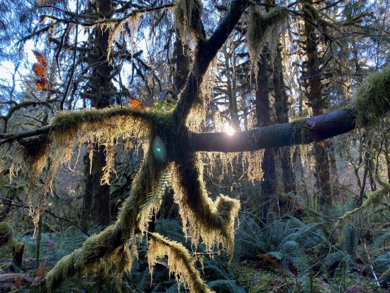 オリンピック国立公園 ホー・レインフォレスト　1日観光ツアー ＜6～10月／日本語ドライバーガイド＞