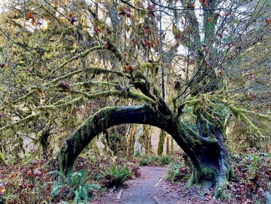 オリンピック国立公園 ホー・レインフォレスト　1日観光ツアー ＜6～10月／日本語ドライバーガイド＞