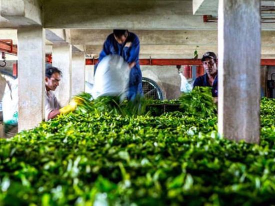 【プライベート】モーリシャス・ティールート見学ツアー　紅茶＆サトウキビ農園から学ぶモーリシャスの歴史と文化　紅茶・ラム酒試飲付＜英語／1～2名／送迎付／昼食付＞