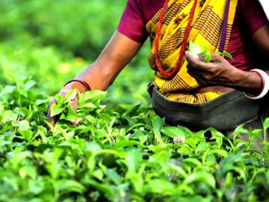 【プライベート】モーリシャス最大の紅茶メーカー「Bois Cheri」農園見学＆クロコダイルパーク訪問　紅茶試飲付＜英語／1～2名／送迎付＞