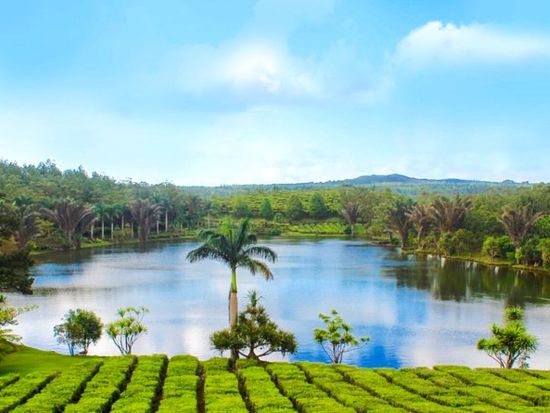 【プライベート】モーリシャス最大の紅茶メーカー「Bois Cheri」農園見学＆クロコダイルパーク訪問　紅茶試飲付＜英語／1～2名／送迎付＞