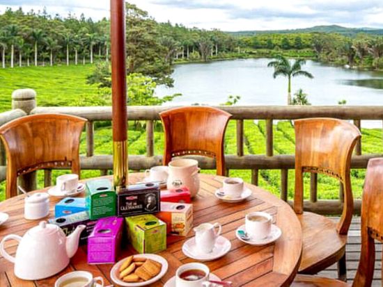 【プライベート】モーリシャス最大の紅茶メーカー「Bois Cheri」農園見学＆クロコダイルパーク訪問　紅茶試飲付＜英語／1～2名／送迎付＞