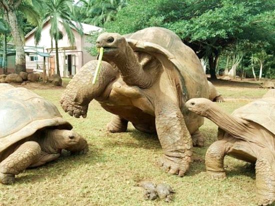 【プライベート】モーリシャス最大の紅茶メーカー「Bois Cheri」農園見学＆クロコダイルパーク訪問　紅茶試飲付＜英語／1～2名／送迎付＞