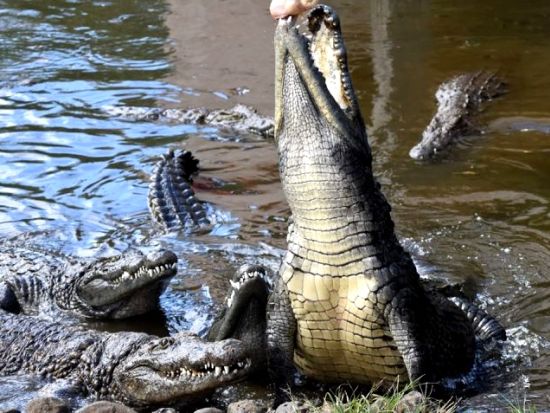 【プライベート】モーリシャス最大の紅茶メーカー「Bois Cheri」農園見学＆クロコダイルパーク訪問　紅茶試飲付＜英語／1～2名／送迎付＞