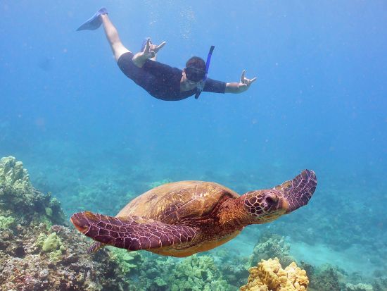 シュノーケリングクルーズ　モロキニ島またはコーラルガーデン　ホットドッグランチ付き＜午後／英語スタッフ／マアラエア港発＞