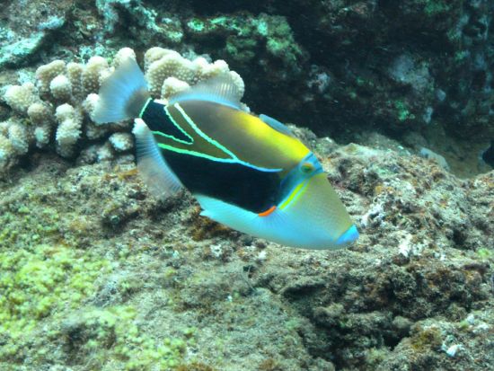 シュノーケリングクルーズ　モロキニ島またはコーラルガーデン　ホットドッグランチ付き＜午後／英語スタッフ／マアラエア港発＞