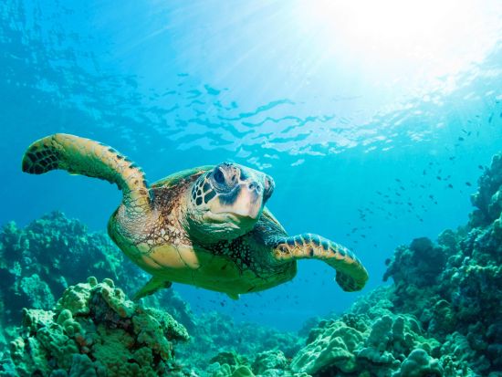 シュノーケリングクルーズ　モロキニ島またはコーラルガーデン　ホットドッグランチ付き＜午後／英語スタッフ／マアラエア港発＞