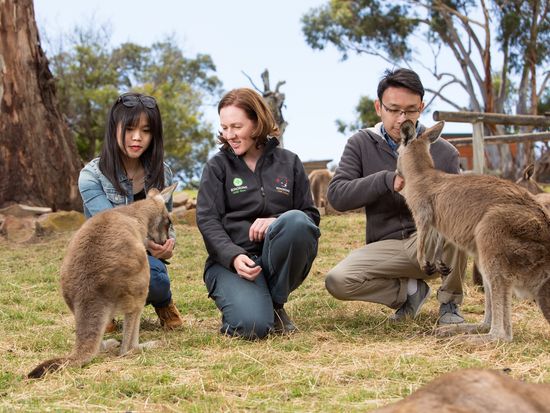 Bonorong Kangaroo feeding