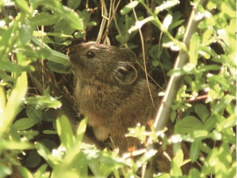 然別湖の森 ガイドウォーク　苔の森コース 火山が育んだ不思議な場所へ！＜5～10月／小学生以上／然別湖＞by然別湖ネイチャーセンター