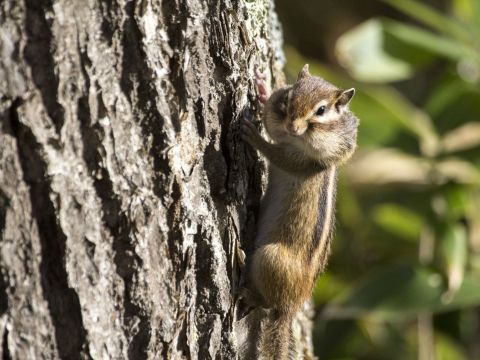 然別湖の森 ガイドウォーク　苔の森コース 火山が育んだ不思議な場所へ！＜5～10月／小学生以上／然別湖＞by然別湖ネイチャーセンター