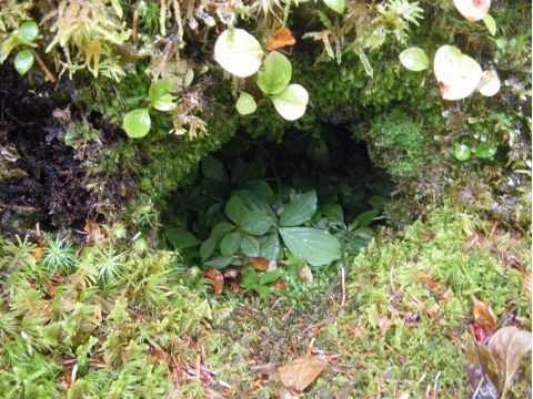 然別湖の森 ガイドウォーク　苔の森コース 火山が育んだ不思議な場所へ！＜5～10月／小学生以上／然別湖＞by然別湖ネイチャーセンター