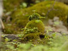 IMG_7441