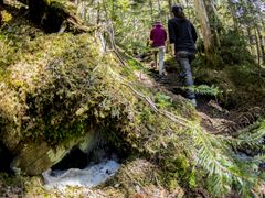 苔の森をいく(風穴)