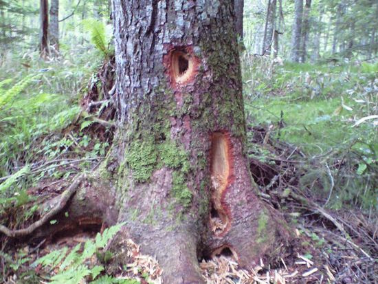 080628ｸﾏｹﾞﾗ食痕