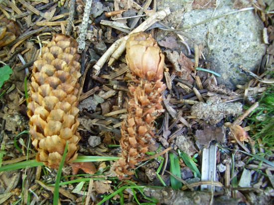 エビフライ・リス食痕