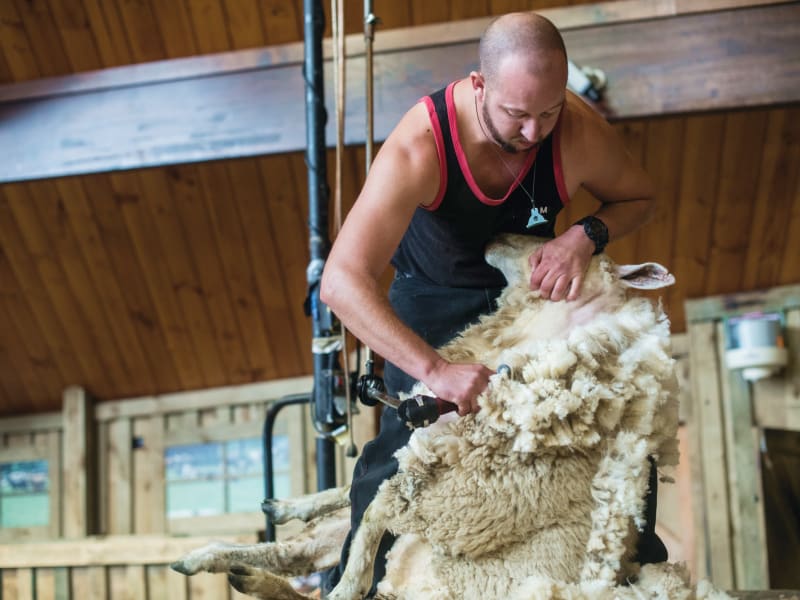Agrodome Farm show sheep shearing (Secondary 3565) - Large