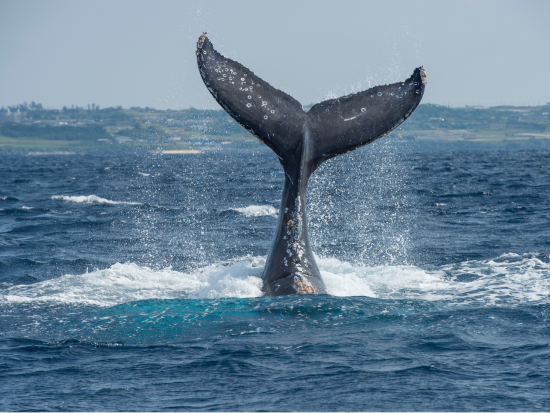 カイコウラ ホエールウォッチング　マッコウクジラに会いに行く！＜日本語ガイド／往復送迎付／クライストチャーチ発＞