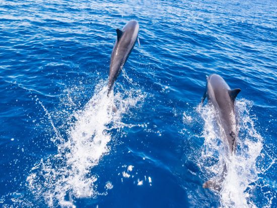 カイコウラ ホエールウォッチング　マッコウクジラに会いに行く！＜日本語ガイド／往復送迎付／クライストチャーチ発＞