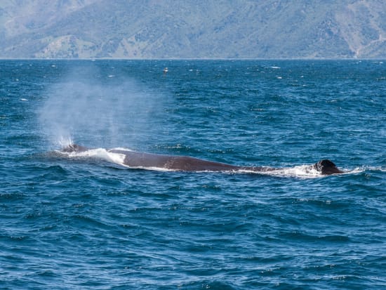 Kaikoura Whale watch 4