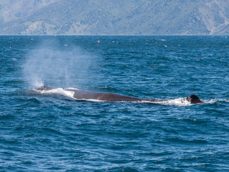 Kaikoura Whale watch 4