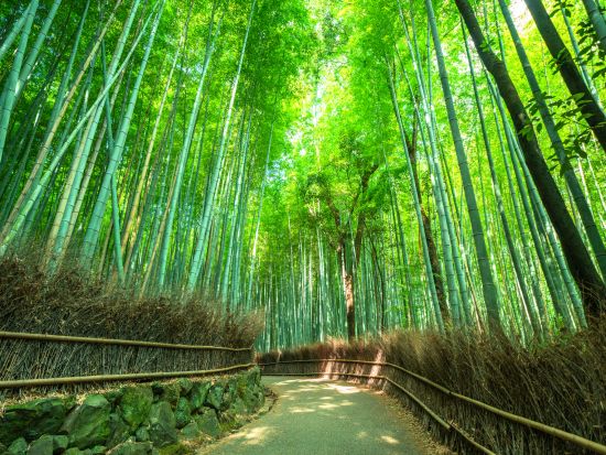 貸切観光タクシー 嵐山・嵯峨野のおすすめコースを巡るプラン＜8時間／大津市内発／京都市内着／京都市内発オプションあり／1～9名＞by 滋賀ヤサカ自動車
