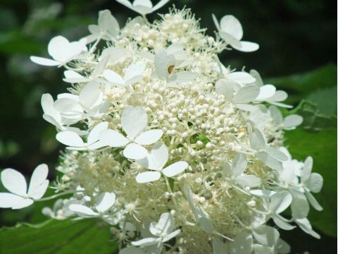 然別湖の森 ガイドウォーク　苔の森コース 火山が育んだ不思議な場所へ！＜5～10月／小学生以上／然別湖＞by然別湖ネイチャーセンター