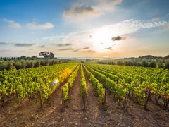 Generic_Vineyard_shutterstock_547812769