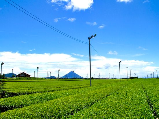 南九開聞岳お茶畑