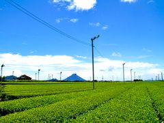 南九開聞岳お茶畑