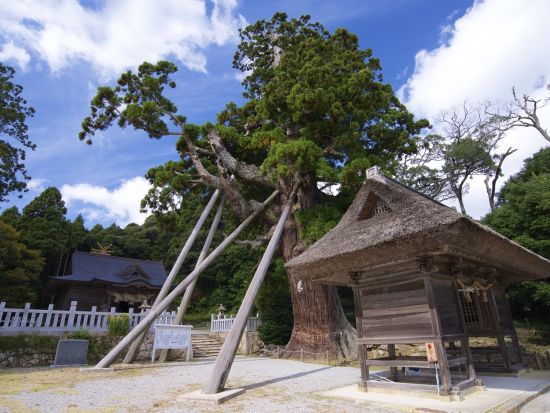 貸切ガイドツアー どうごの真ん中ぐるっと観光 水若酢神社～白島展望台～かぶら杉＜3.5時間／隠岐ジオゲートウェイ発／どうご 隠岐の島町＞byちょっくらOKI