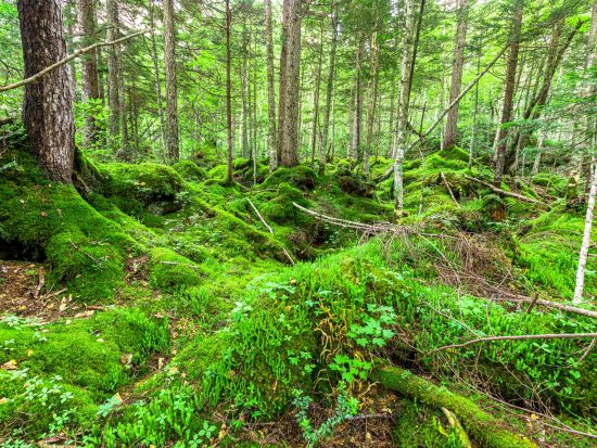 オンネトー散策半日ツアー 湖面の色が変化する神秘的な湖を地元ベテランガイドと一緒に散策 冬季はスノーシューでご案内！＜通年／阿寒湖温泉街アイヌコタン発着＞