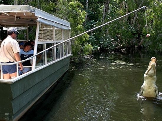 クロコダイル４