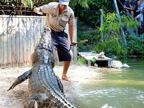 ハートリーズ・クロコダイル・アドベンチャーズ　オーストラリアの動物たちと触れ合える体験ツアー　現地飼育員がご案内！＜午前or午後／英語飼育員ガイド／ケアンズ発＞