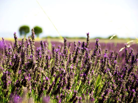 【6月10日～7月31日】南仏プロヴァンス ラベンダー鑑賞日帰りツアー　一生に一度見ておきたい絶景！＜英語／エクス・アン・プロヴァンス発＞