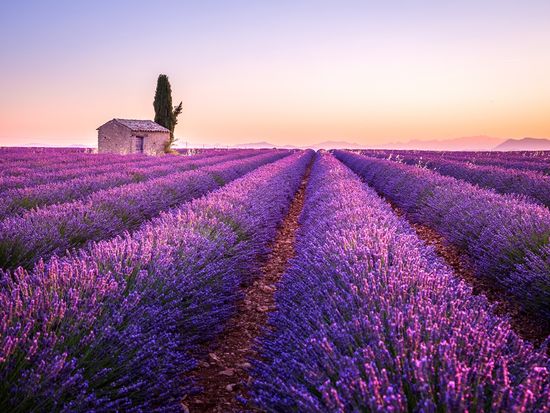 France_Valensole_Lavender_shutterstock_554558767