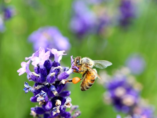 【6月10日～7月15日】南仏プロヴァンス ラベンダー鑑賞半日ツアー＜4時間／午前または午後発／英語／エクス・アン・プロヴァンス発＞