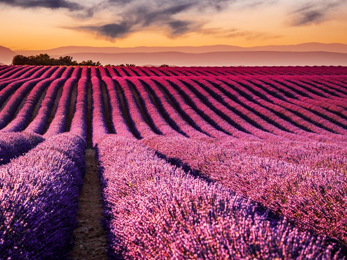 ラベンダー畑 | フランス 旅行の観光・オプショナルツアー予約 VELTRA