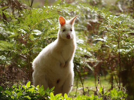 White-Wallaby